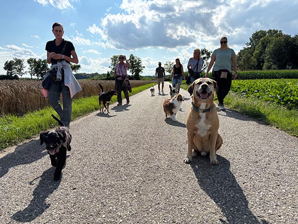 Pfotenzeit Hundeschule Regensburg - Gruppenstunden