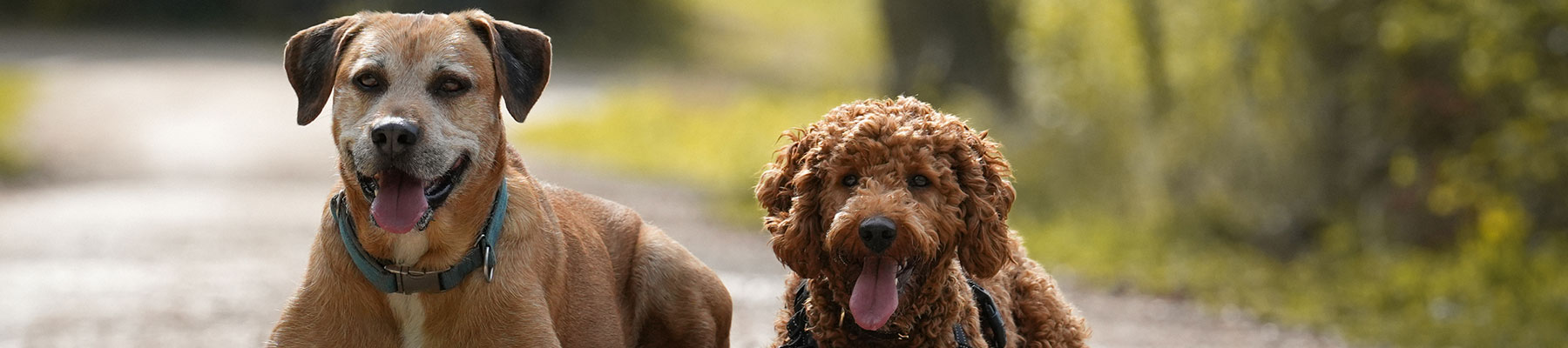 Deine Pfotenzeit Hundeschule Regensburg - bleib Übung